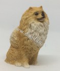 Pomeranian_18 52 10__um